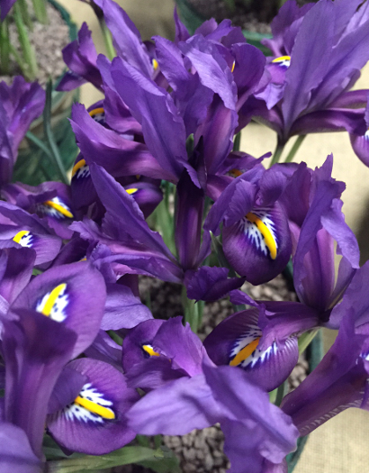 Iris reticulata 'Scent Sational'